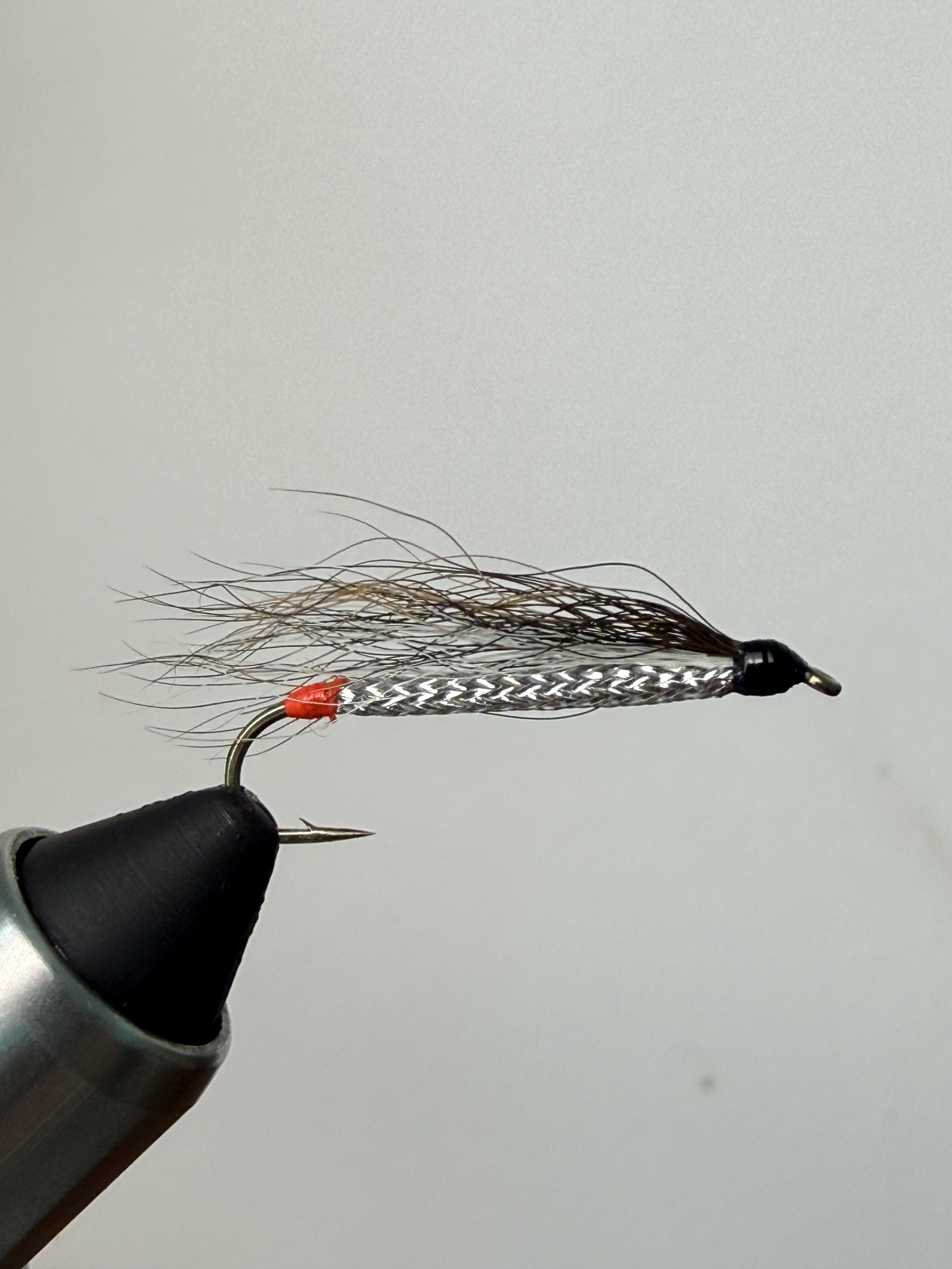 Black Nose Dace