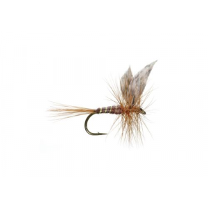 March Brown (American)